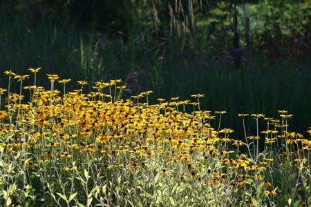 Picture of Rudbeckia Goldsturm